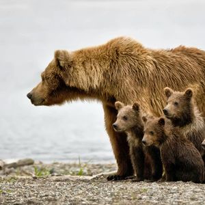 分析师警告：比特币短暂反弹并非熊市终结，市场仍处深度看跌区域