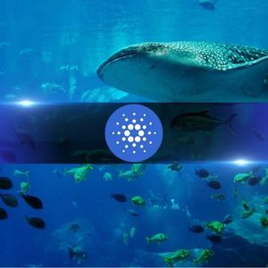 Cardano鲸鱼钱包数量创4个月新高，ADA价格仍持续低迷