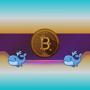 比特币鲸鱼疯狂增持，BTC价格来到”成败关键”节点